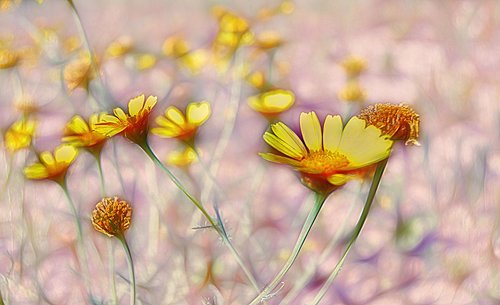 margaritas  wild flowers  yellow daisies