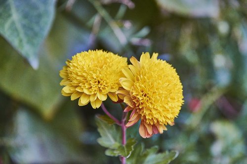 margaritas  garden  flower