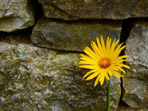 margarite flower blossom