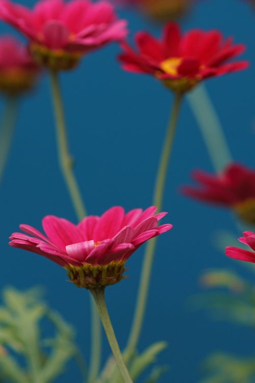 margarite pink flower garden