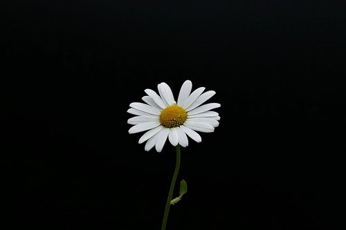 margarite  closeup  flower