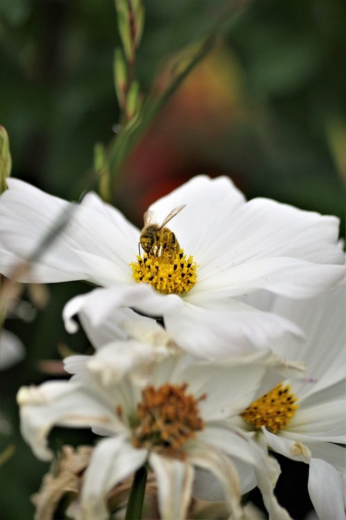 margarite  bee  wasp