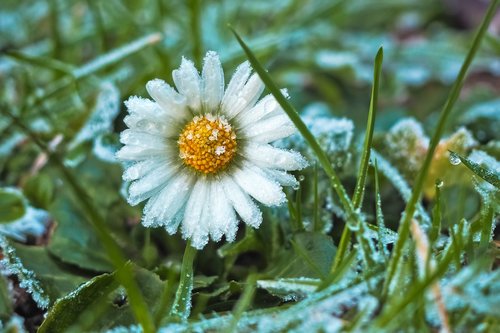 margarite  daisy  meadow