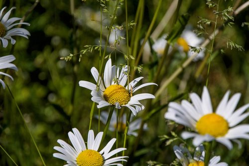 margarite  white  nature