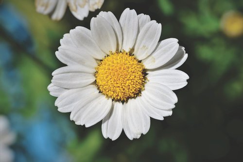 margarite  flower  blossom