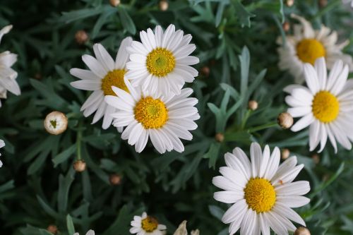 margarite flower white