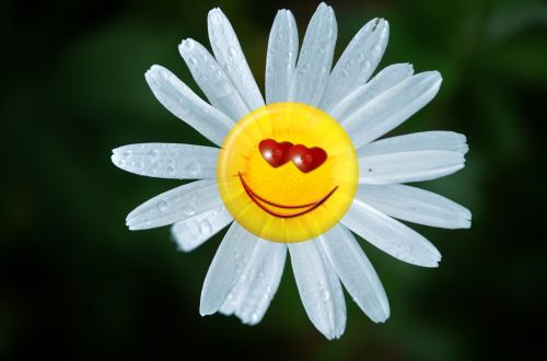 margarite flower emoticon