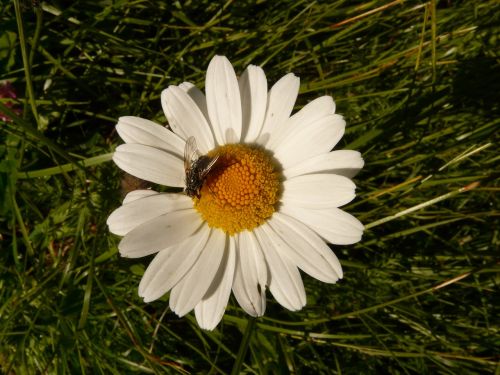 margarithe flower white