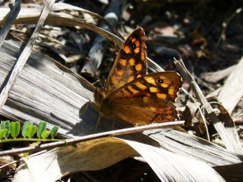 margenera saltacercas butterfly