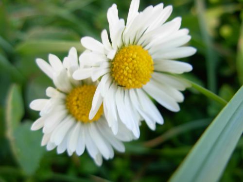 Daisies