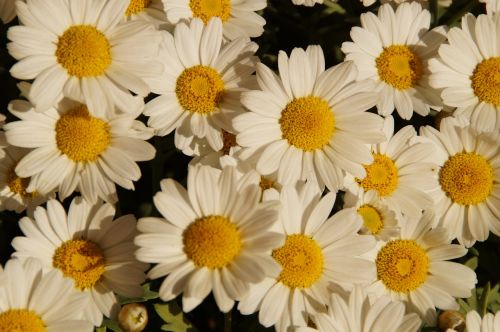 margheriten daisies flowers