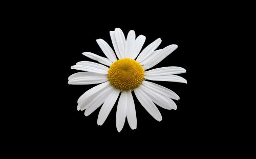 margriet white flower