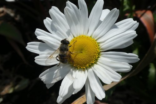 margriet  flower  bug