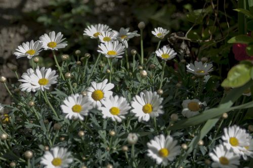 margrite spring flowers