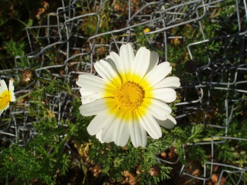 marguerite daisies flowers