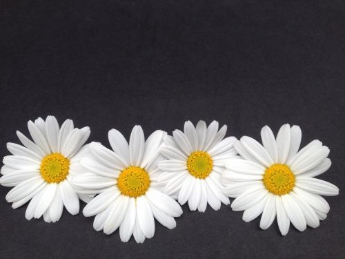 marguerite background decor