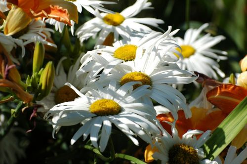 marguerite daisy flowering