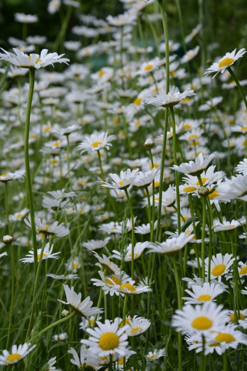 marguerite flower meadow white