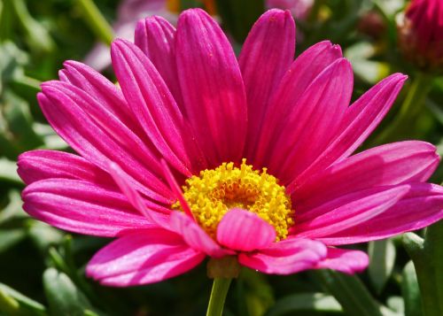 marguerite early bloomer blossom