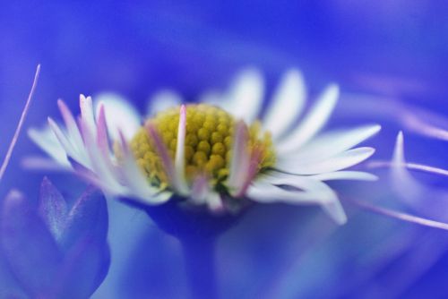 marguerite flower plant