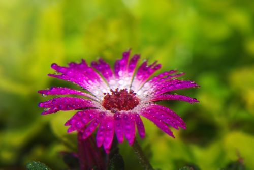 marguerite flower plant