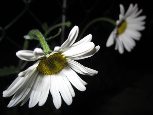 marguerite white meadow margerite