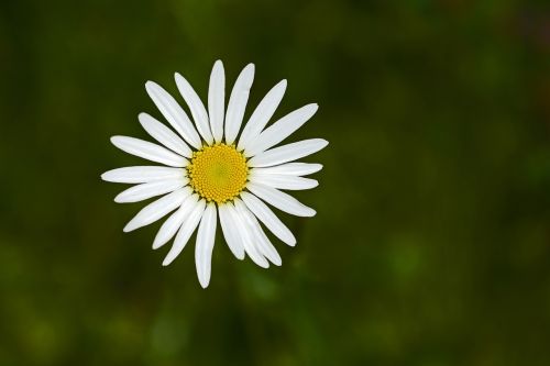 marguerite flower blossom