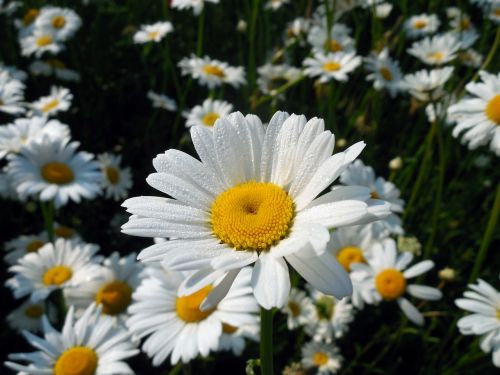 marguerite leucanthemum blossom