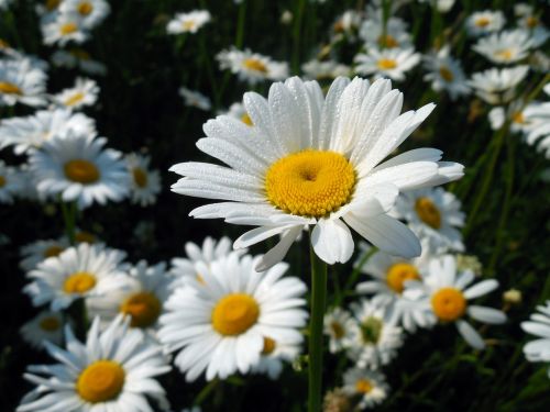 marguerite leucanthemum blossom