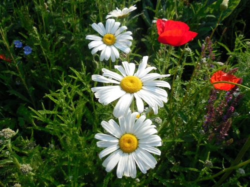 marguerite leucanthemum blossom