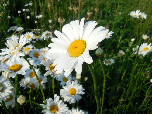 marguerite leucanthemum blossom