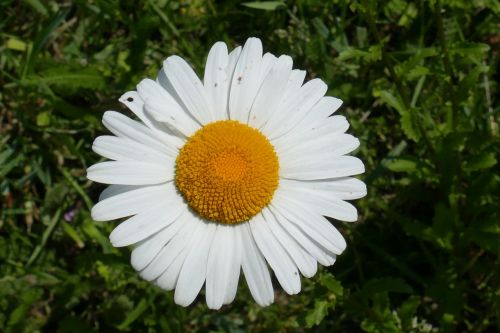 marguerite flower close