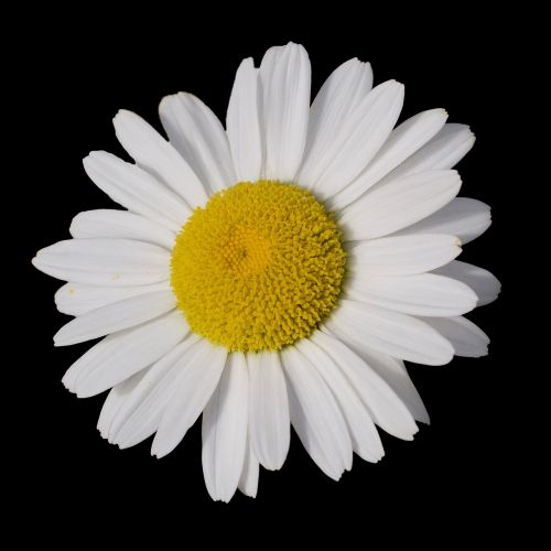 marguerite leucanthemum blossom