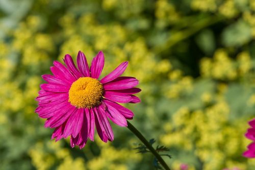 marguerite flower pink