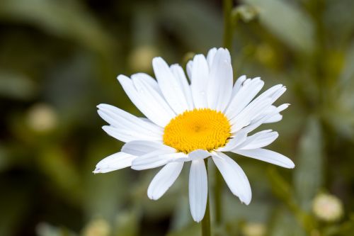 marguerite leucanthemum composites