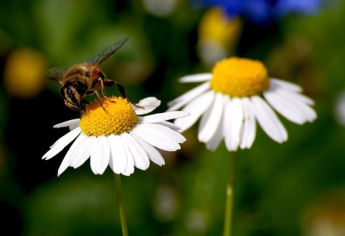 marguerite bee blossom