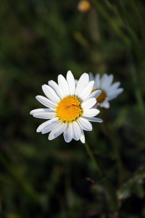 marguerite flower blossom