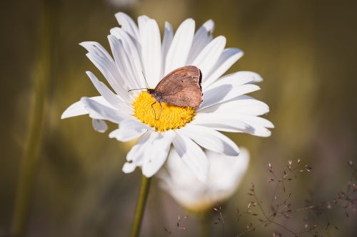 marguerite composites leucanthemum