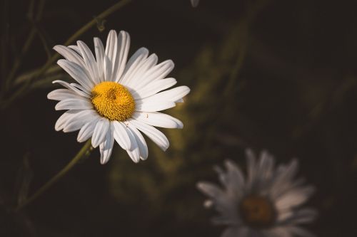 marguerite composites flower