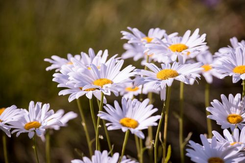 marguerite meadow marguerite meadow