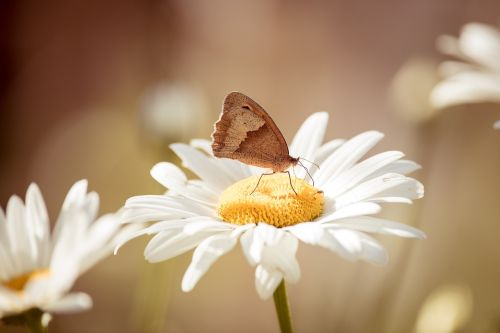 marguerite flower white