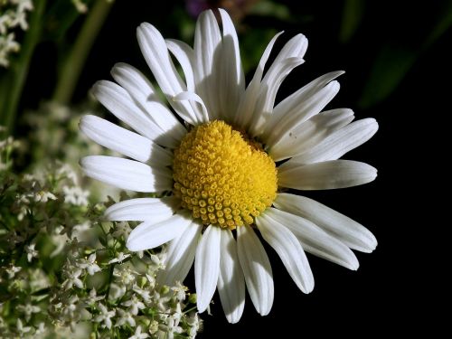 marguerite blossom bloom