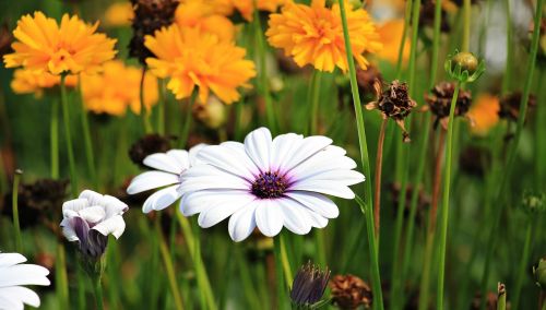 marguerite flower plant