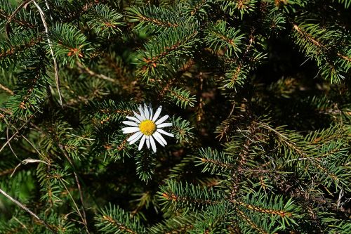 marguerite spruce branches forest