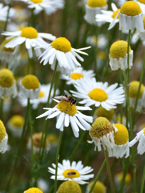 marguerite bee close