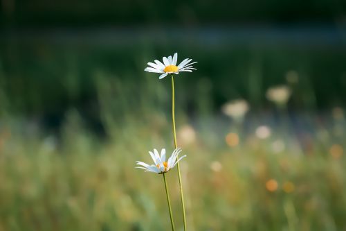 marguerite meadow margerite white