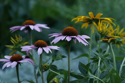 marguerite flower garden