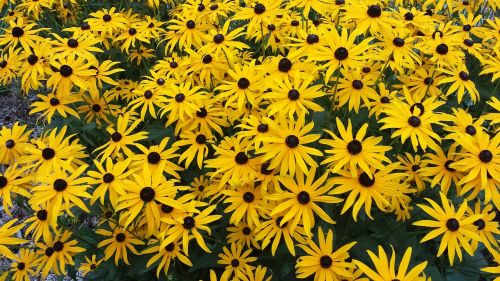 marguerite flower yellow