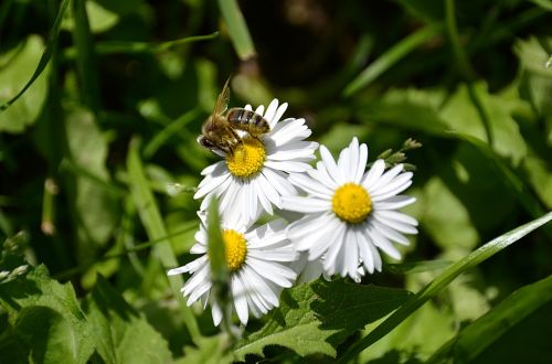 marguerite bee white flowers