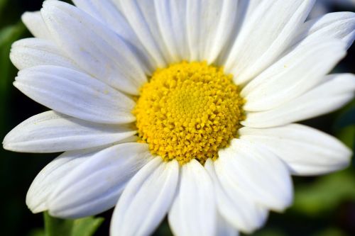 marguerite blossom bloom